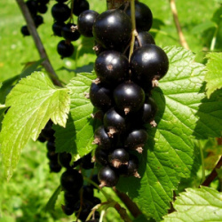 smorodina-chernyj-zhemchug-800x800